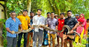 শ্রীমঙ্গলে ১৮ ফুট লম্বা বিশাল অজগর সাপ উদ্ধার