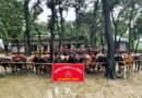 মধ্যনগর সীমান্তে বিজিবির অভিযানে ২৮টি ভারতীয় গরু জব্দ