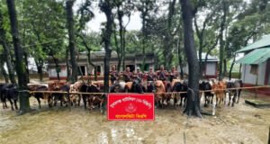 মধ্যনগর সীমান্তে বিজিবির অভিযানে ২৮টি ভারতীয় গরু জব্দ