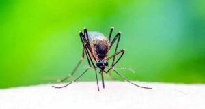 সিলেটে ডেঙ্গুতে প্রথম মৃত্যু