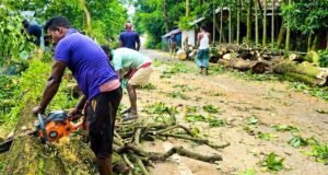 সুনামগঞ্জে সাড়ে ৪ হাজার গাছ কাটার ঘটনার তদন্ত কমিটি গঠন