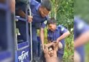 ডাব চুরি করতে গিয়ে ভিমরুলের কামড়, মালিককে ডাকলেন চোর