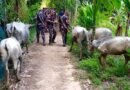 বড়লেখায় মহিষকাণ্ডে যুবলীগ ও বিএনপি নেতাসহ তিনজনের বিরুদ্ধে মামলা