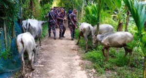 বড়লেখায় মহিষকাণ্ডে যুবলীগ ও বিএনপি নেতাসহ তিনজনের বিরুদ্ধে মামলা