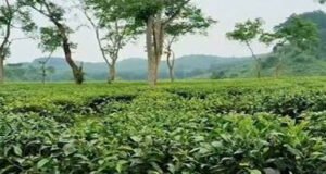 সিলেটে চা-বাগানের জমি জবরদখলের অভিযোগ, লায়েকের বিরুদ্ধে মামলা চলমান