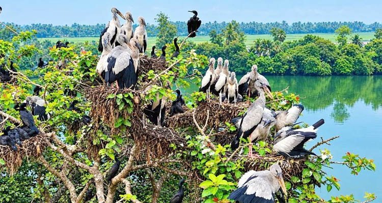 ভোরের আলোতে বৃক্ষপাড়ায় শামুকখোলের রাজ্য