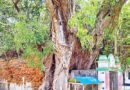 ৬০০ বছরের বারো আউলিয়ার দরবার