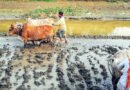 হারিয়ে যাচ্ছে বাংলার কৃষি ঐতিহ্য লাঙ্গল, জোয়াল