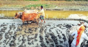 হারিয়ে যাচ্ছে বাংলার কৃষি ঐতিহ্য লাঙ্গল, জোয়াল
