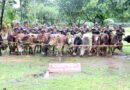 ৯ মাসে অস্ত্রসহ ৯৩১ কোটি টাকার চোরাচালান পণ্য জব্দ করেছে বিজিবি