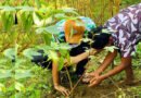 টিম ছাতকের ‘প্রজেক্ট অক্সিজেন প্লান্টেশন ২.০’ ফলজ বৃক্ষরোপণ