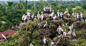এক গ্রামে ২০ হাজার দুর্লভ শামুকখোল পাখির বসবাস