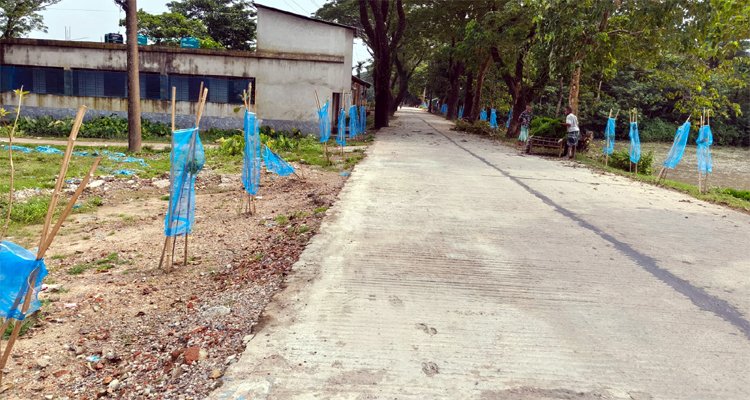 সরকারি অর্থে বৃক্ষরোপণ, বাস্তবে দায়সারা কর্মসূচি—অনিয়মের অভিযোগ