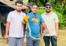 শ্রীমঙ্গলে বসতঘর থেকে বিষধর পদ্ম গোখরা সাপ উদ্ধার