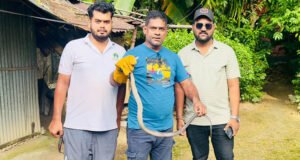 শ্রীমঙ্গলে বসতঘর থেকে বিষধর পদ্ম গোখরা সাপ উদ্ধার