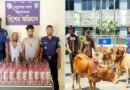 বড়লেখায় ভারতীয় গরু ও দেশীয় মদসহ গ্রেফতার ৪