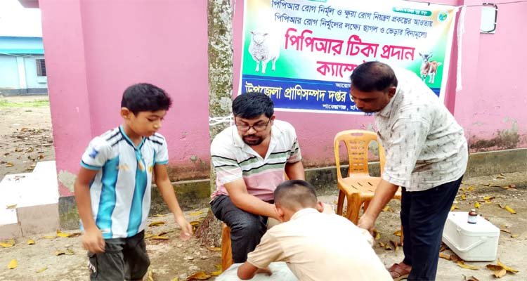 শায়েস্তাগঞ্জে ছাগল-ভেড়া পিপিআর ও ক্ষুরা রোগের প্রতিষেধক টিকা প্রদান কর্মসূচি উদ্বোধন
