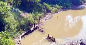 ধলাই নদীতে বিষ দিয়ে মাছ নিধন