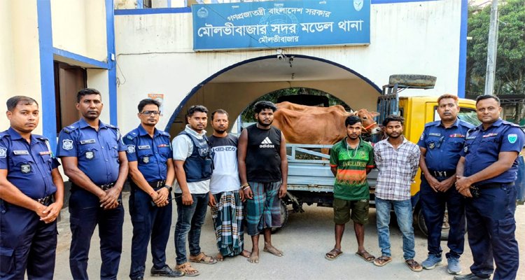 মৌলভীবাজারে সিসিটিভির সূত্র ধরে চুরি হওয়া দুই গরু উদ্ধার, গ্রেফতার ৪