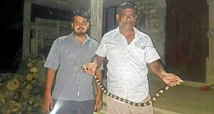 বসতঘরের পাশ থেকে বিষধর শঙ্খিনী সাপ উদ্ধার