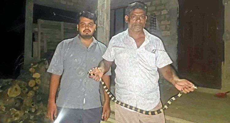 বসতঘরের পাশ থেকে বিষধর শঙ্খিনী সাপ উদ্ধার