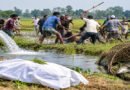 জগন্নাথপুরে পানি সেচ ও মাছ ধরা নিয়ে দুপক্ষের সংঘর্ষ, নি হ ত ১