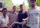 শ্রীমঙ্গলে লোকালয়ে রাস্তার পাশ থেকে অজগর উদ্ধার
