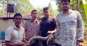 শ্রীমঙ্গলে লোকালয়ে রাস্তার পাশ থেকে অজগর উদ্ধার
