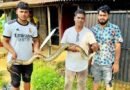 শ্রীমঙ্গলে জালে আটকা পড়া অজগর উদ্ধার