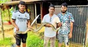 শ্রীমঙ্গলে জালে আটকা পড়া অজগর উদ্ধার