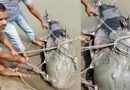 নদীতে ধরা পড়ল ৯০ কেজির বাঘাইড়, ১ লাখ ৩৫ হাজার টাকায় বিক্রি