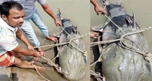 নদীতে ধরা পড়ল ৯০ কেজির বাঘাইড়, ১ লাখ ৩৫ হাজার টাকায় বিক্রি