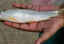 এই মাছের নাম কেন ‘বাটা’ জানেন?