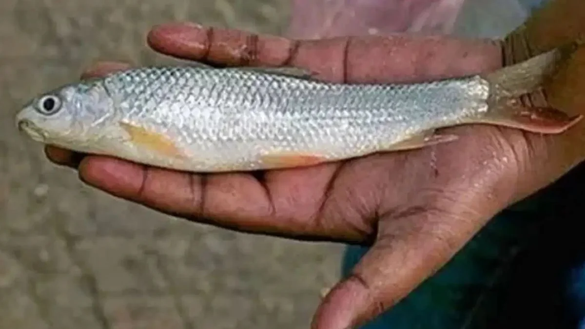 এই মাছের নাম কেন ‘বাটা’ জানেন?