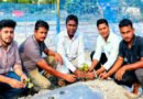 লাখাইয়ে কৃষি কর্মকর্তার উদ্যোগে প্রথমবারের মতো স্ট্রবেরি চাষ শুরু